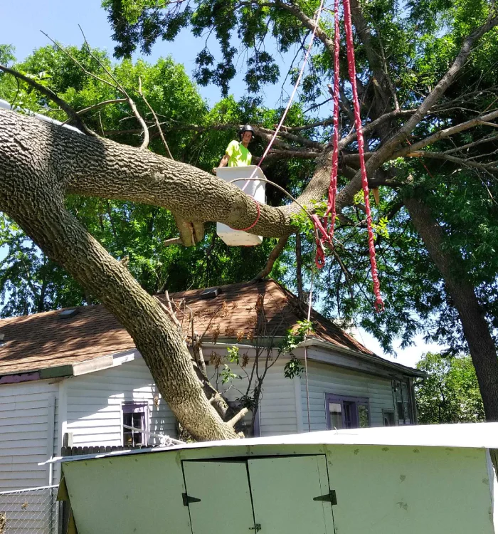 arborist working on a tree removal project ankeny ia