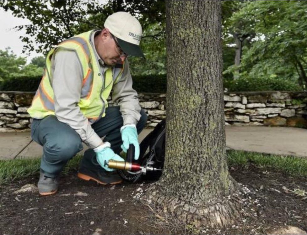 Tree Treatment