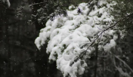 Winter Tree Services