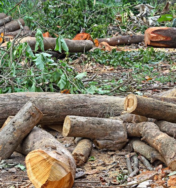 cut down tree logs and trunks 2 ankeny ia