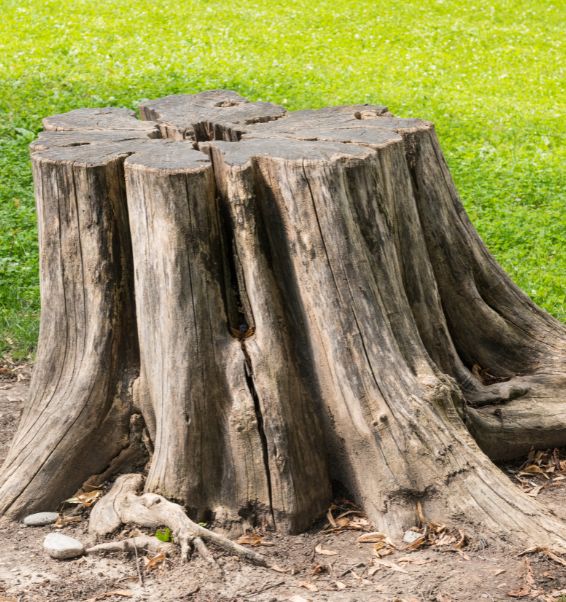 stump on green grass 2 ankeny ia