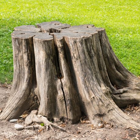 stump on green grass ankeny ia