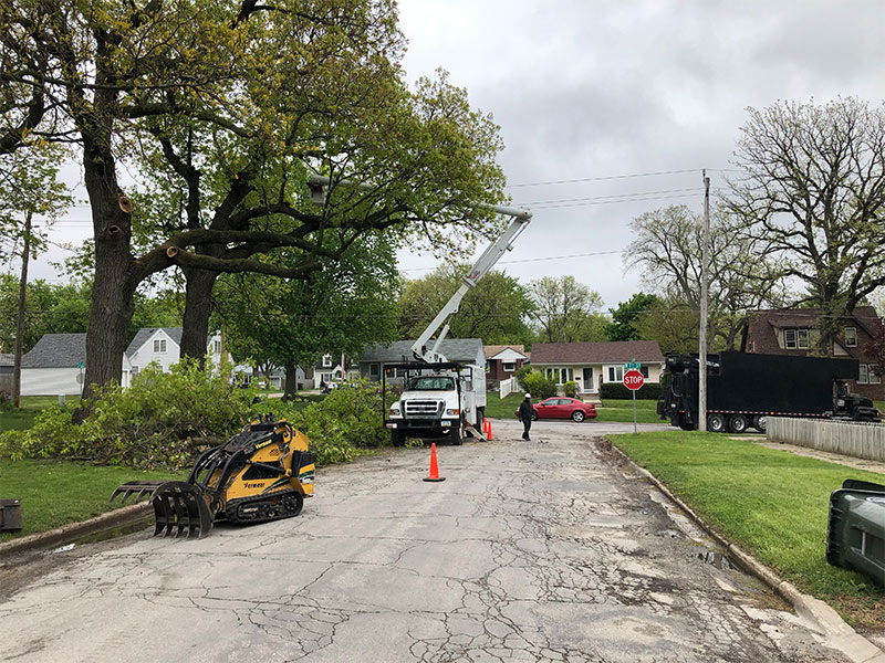 tree removal 1