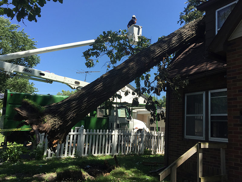 tree removal 10